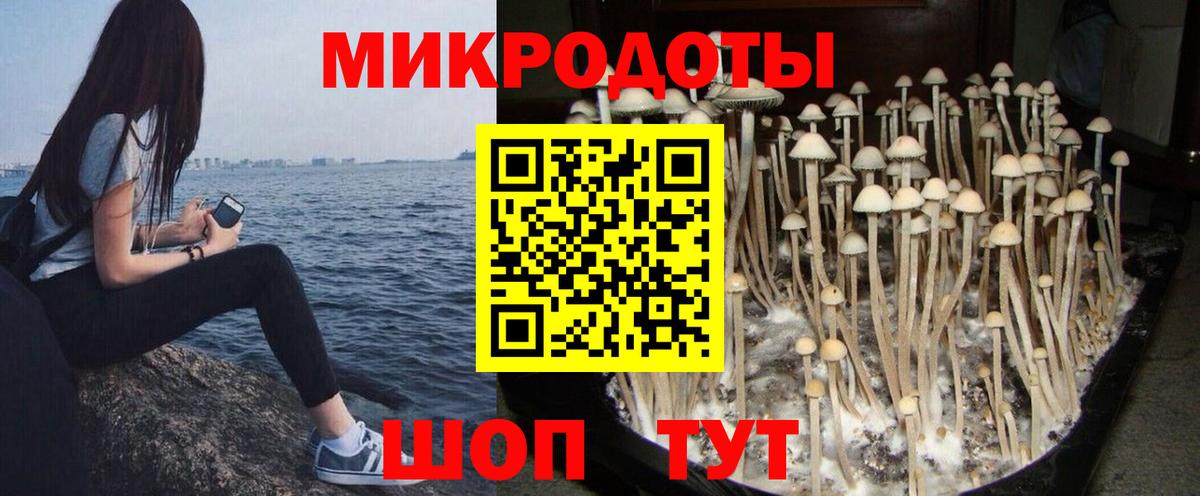 Псилоцибиновые грибы Psilocybe Реутов